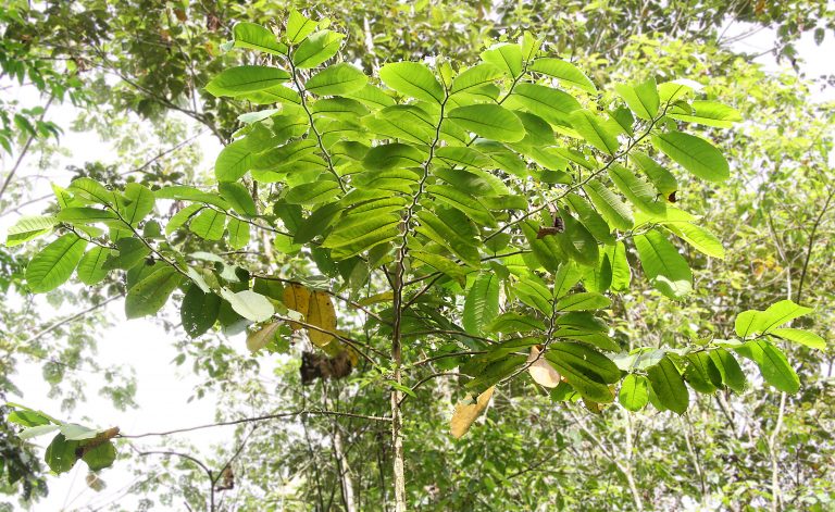 arbol-de-hule-3 - Parques Alegres I.A.P.