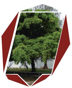 Árbol Ficus Benjamina