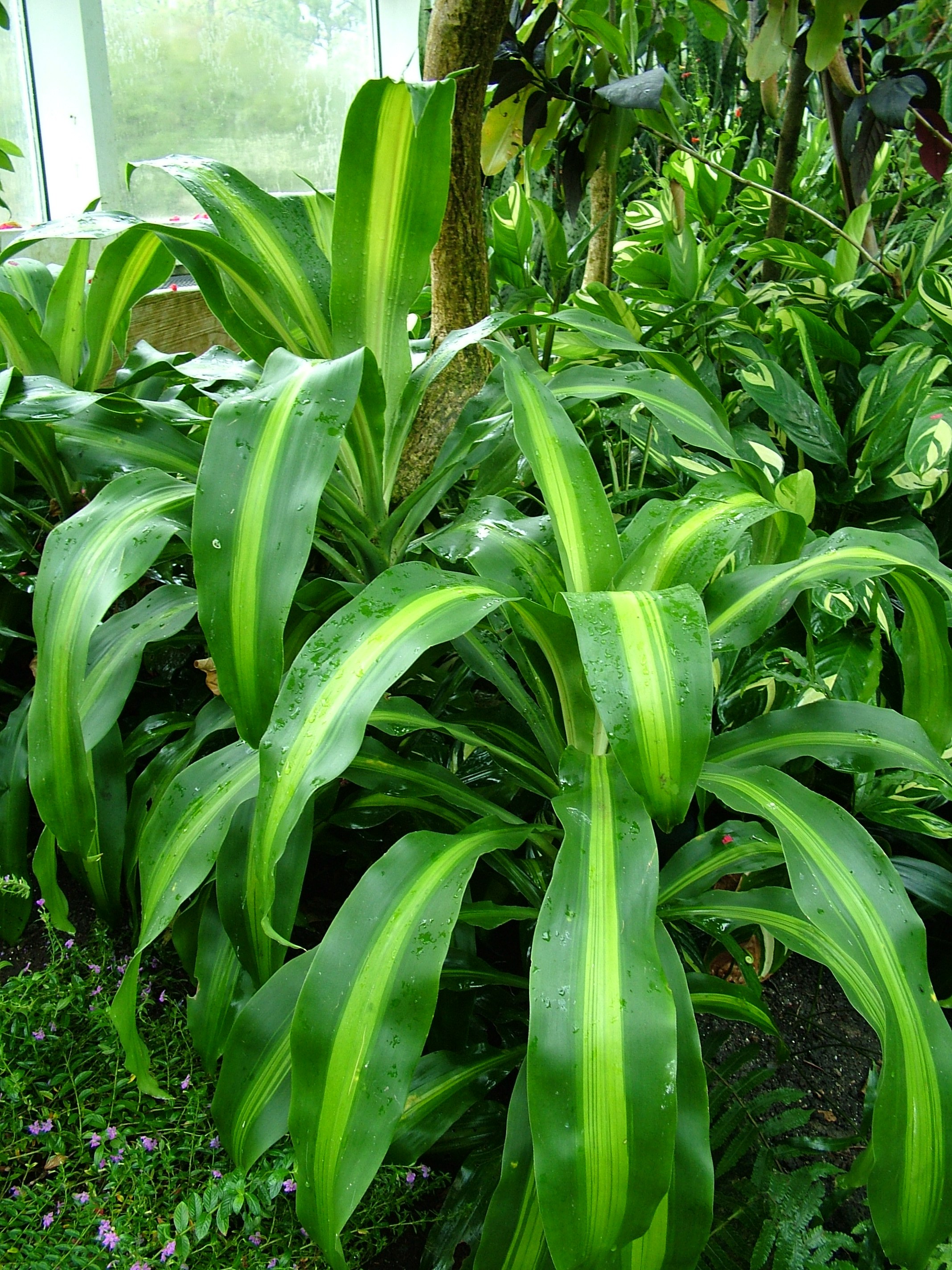 Dracaena fragans 3 Parques Alegres I A P 