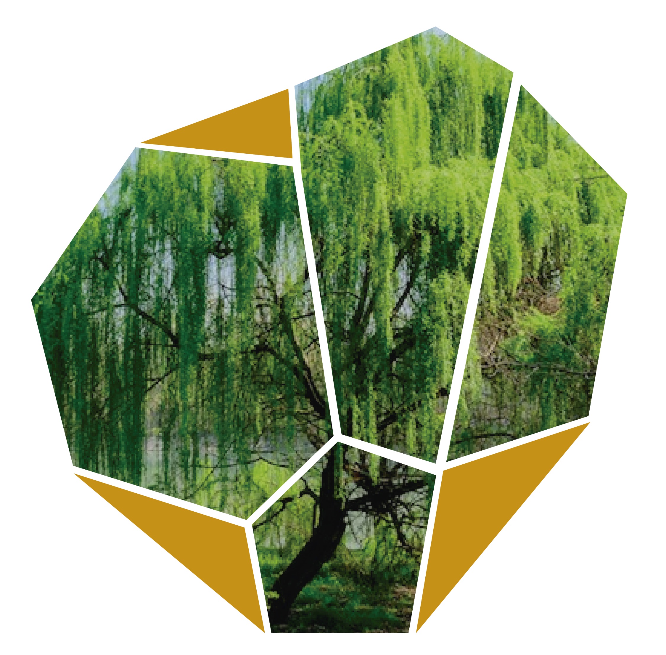 Árbol Sauce Llorón Parques Alegres I.A.P.