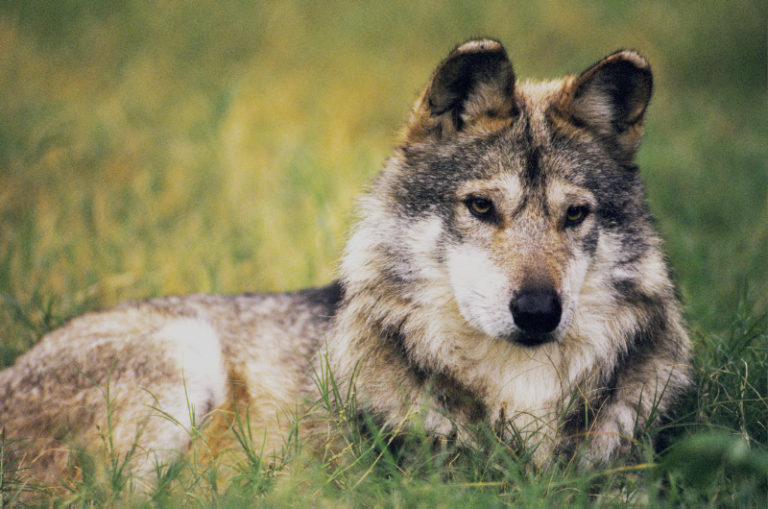 Animales Bonitos En Peligro De Extinción