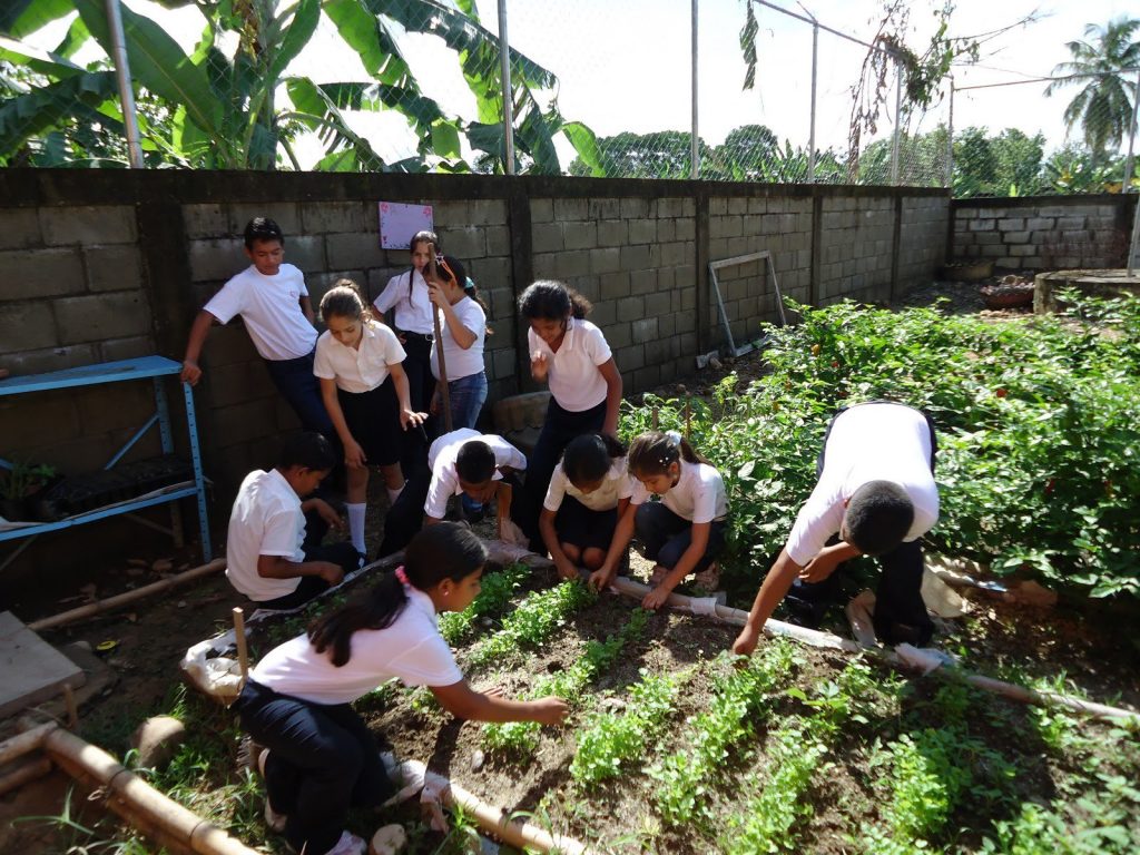 Qu Son Los Huertos Escolares Parques Alegres I A P