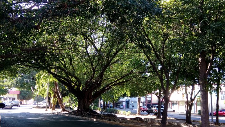 Mi Árbol Favorito