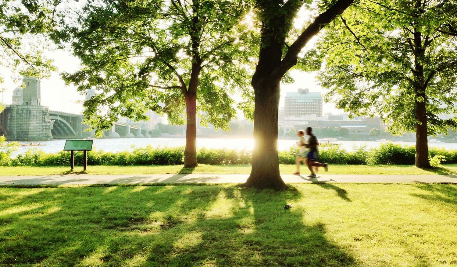 10 razones para plantar un árbol Parques Alegres I A P