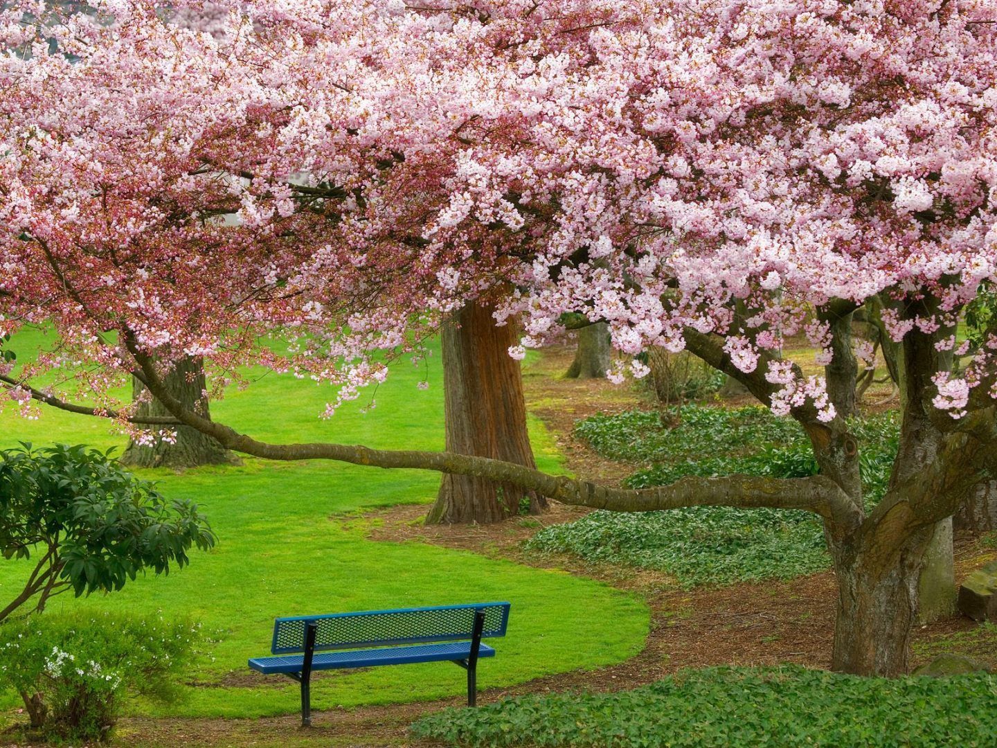 Plantar flores en tu parque: excelente actividad - Parques Alegres I.A.P.