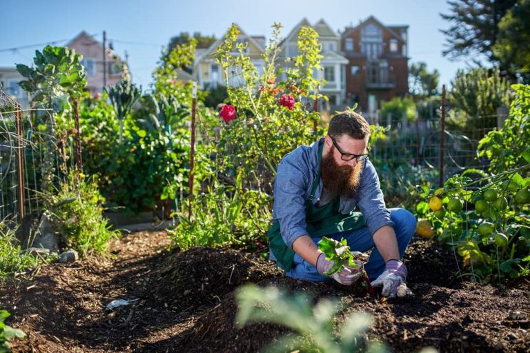 Beneficios De Cultivar Huertos Urbanos Parques Alegres I A P