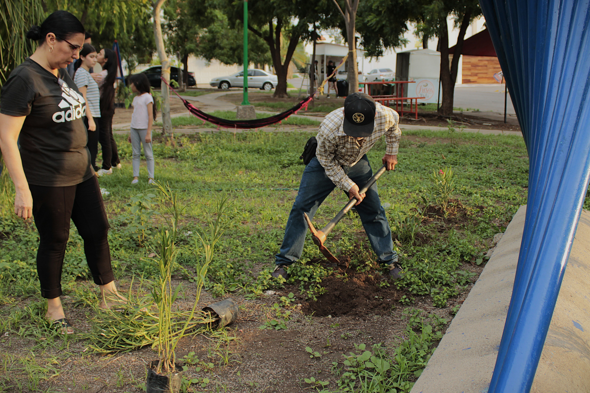 plantas