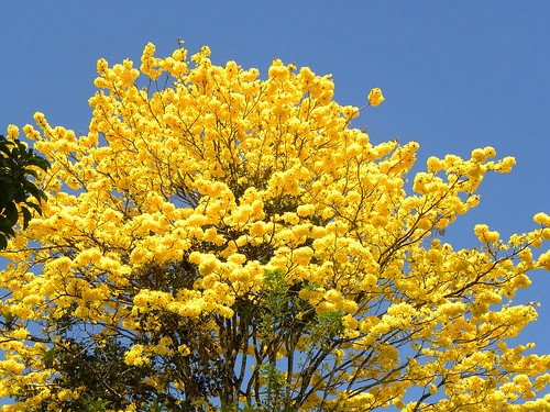 Árbol de amapa (Tabebuia rosea) - Parques Alegres