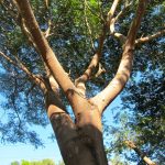 árbol de huanacaxtle
