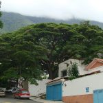 árbol de lluvia