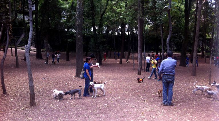 Parque Para Perros En México Parques Alegres Iap