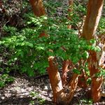 Árbol de palo colorado o arrayan