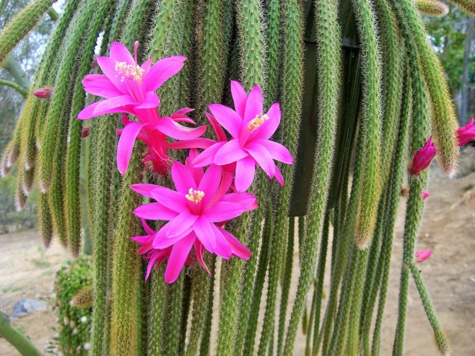 Cactus cola de rata o colgante - Parques Alegres I.A.P.