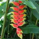 heliconia