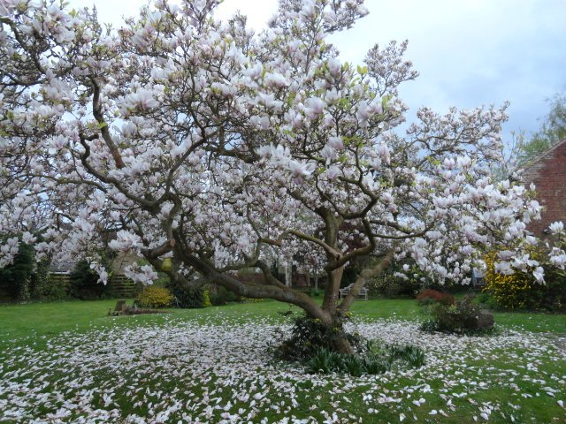 Magnolio, árbol de magnolia - Parques Alegres .
