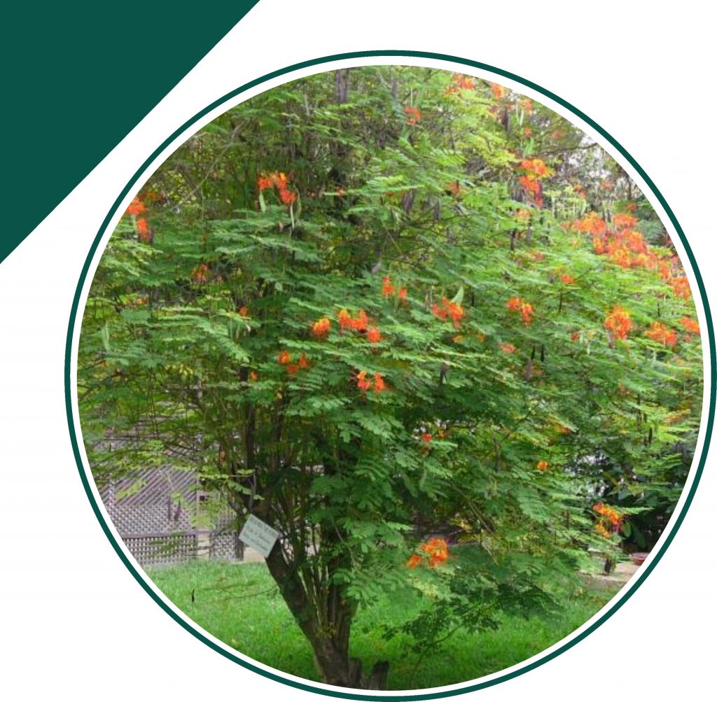 Árbol de clavellina (Caesalpinia pulcherrima) - Parques Alegres I.A.P.