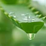 Planta de sábila o aloe vera