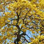 tabachin amarillo