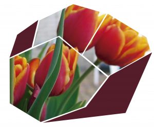 Tulipán o flor del beso