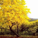 Árbol de Guayacán