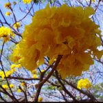Árbol de Guayacán