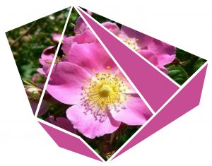 rosa mosqueta