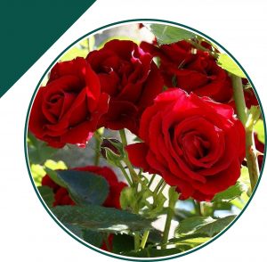 Planta de rosas (Rosa spp.) - Parques Alegres I.A.P.