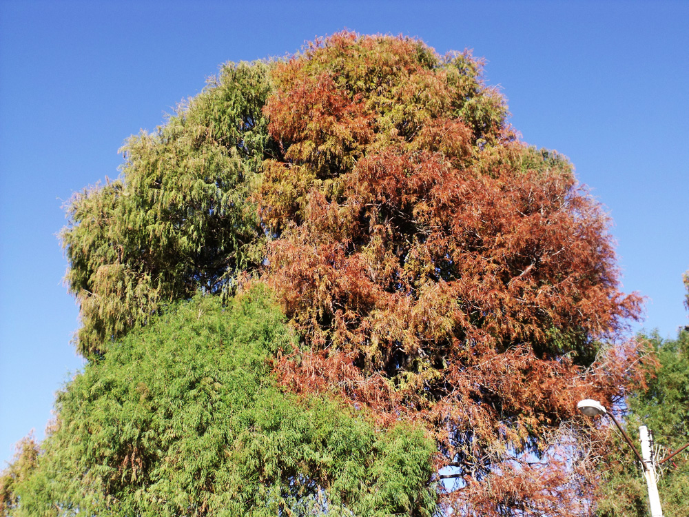 Árbol con altura de hasta 40 metros de alto, con tronco sumamente