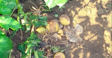 enfermedades en las plantas de mi huerto urbano