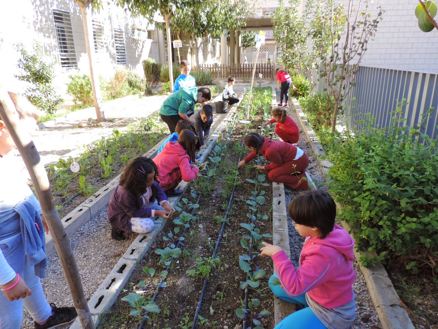 ¿qué Son Los Huertos Escolares Parques Alegres I A P