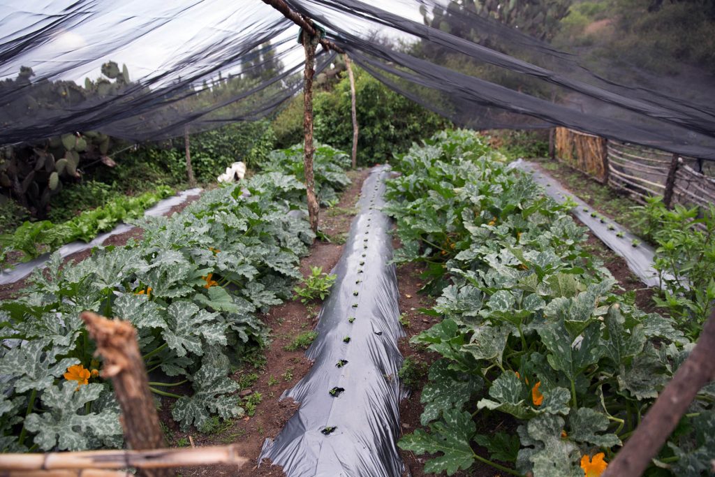 ¿Qué son los huertos de traspatio? Parques Alegres I.A.P.