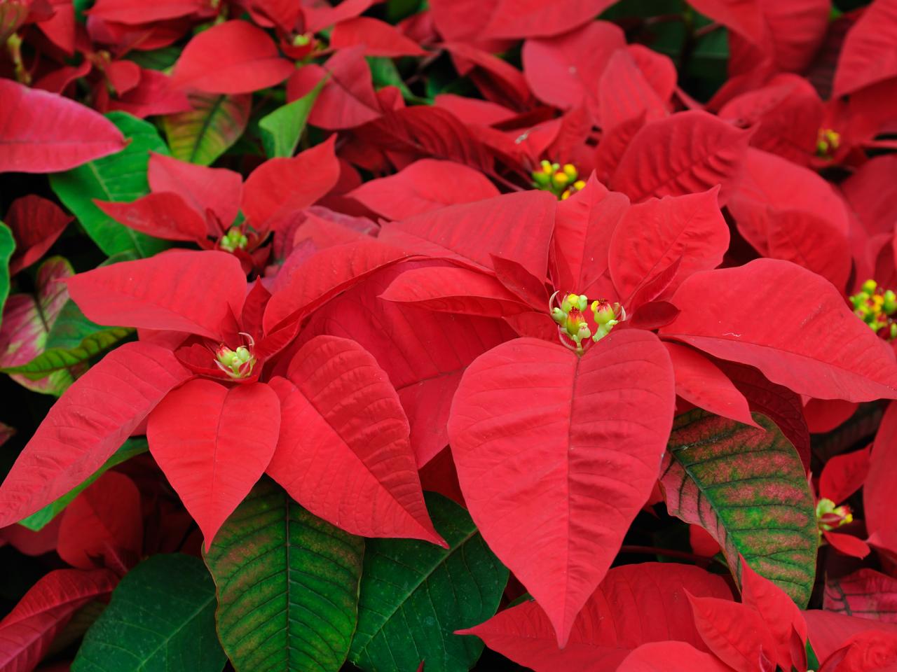 Nochebuena: la flor de Navidad - Parques Alegres I.A.P.