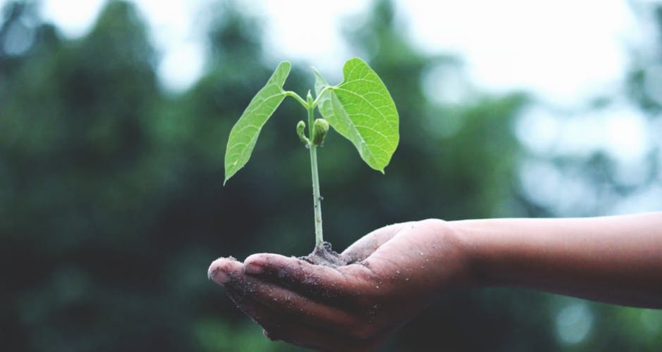 Plantar un árbol