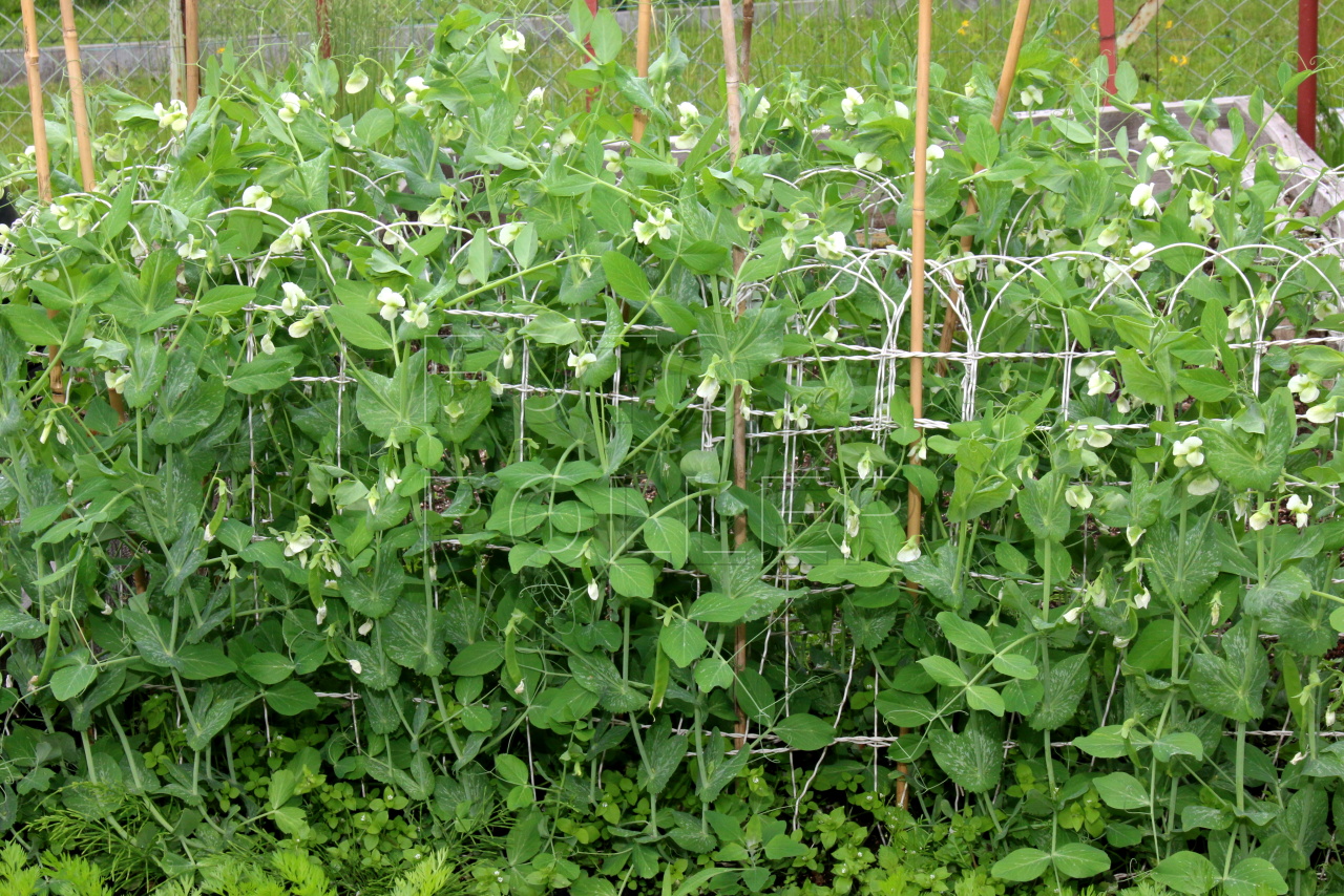 Cuidado de los jardines en temporada de lluvia - Parques Alegres I.A.P.