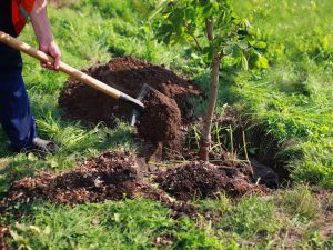 plantar un árbol