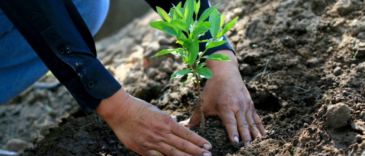 La reforestación una excelente práctica ambiental - Parques Alegres .