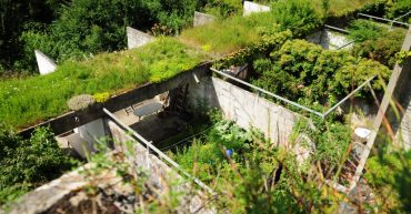 Plantas para azoteas verdes