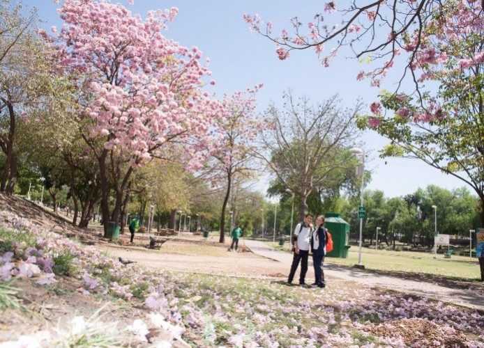 Árboles con flores para espacios públicos