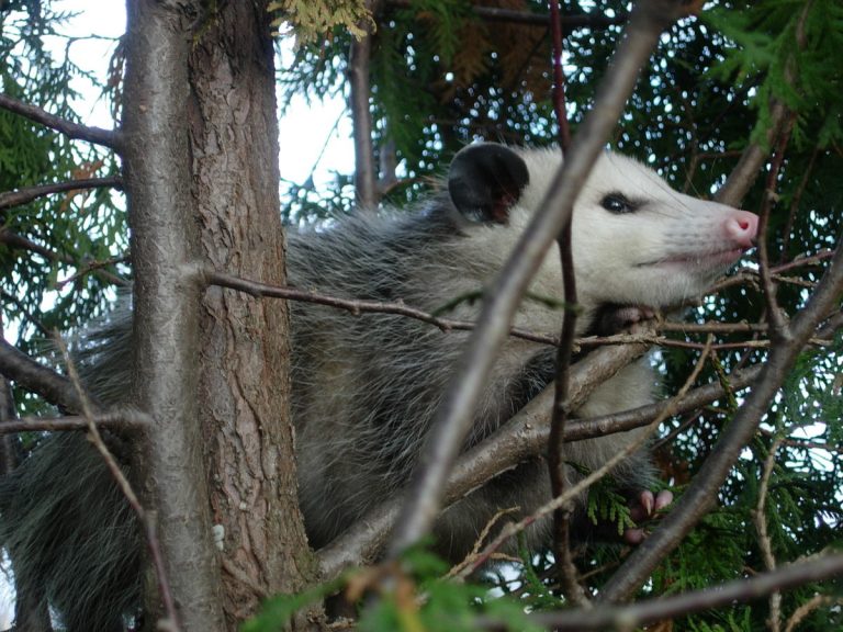 El Tlacuache En Los Parques - Parques Alegres I.A.P.