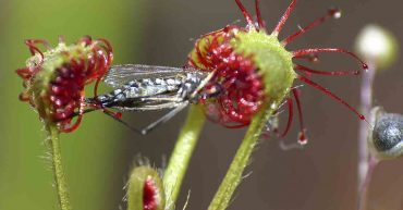 Tipos de plantas carnívoras
