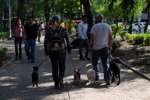 Parque para perros: ¿Por qué incluirlo como requisito en tu búsqueda de  departamento? - Blog Socovesa