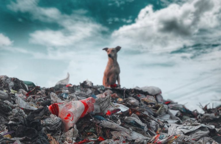 Resultado de imagen para la contaminacion ambiental