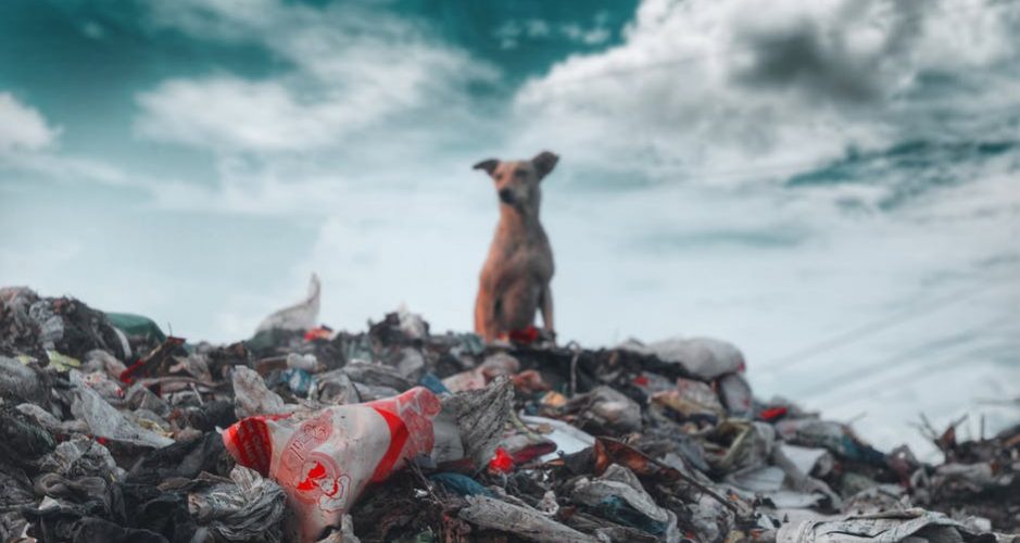 Contaminación ambiental