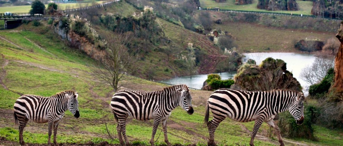 Maldito estudiar Polvoriento 5 mejores parques de animales en semi-libertad - Parques Alegres I.A.P.