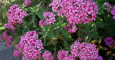 Plantas con flores