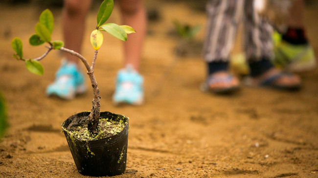 tips para plantar un árbol