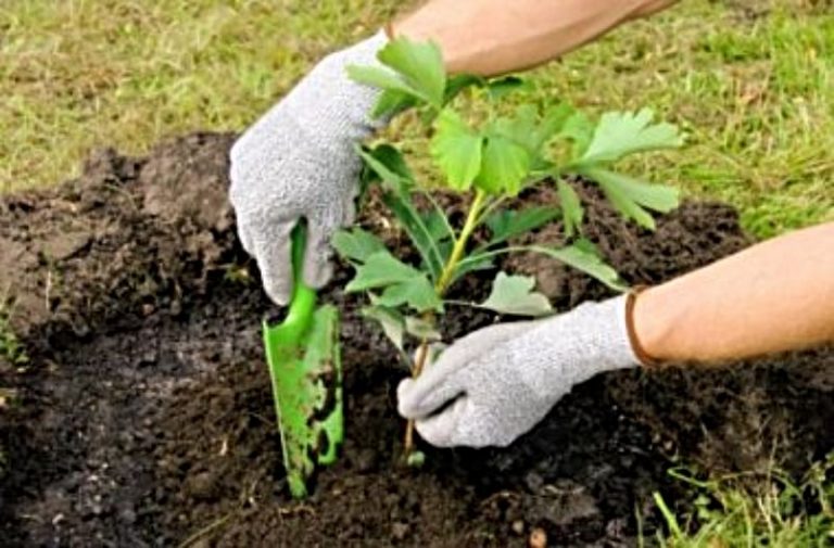 Beneficios De Plantar Un árbol Parques Alegres Iap