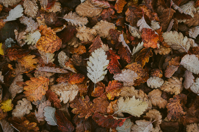 Blog