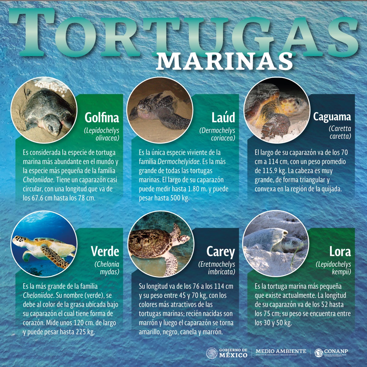 día mundial de las tortugas marinas