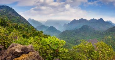 dia internacional de los bosques tropicales